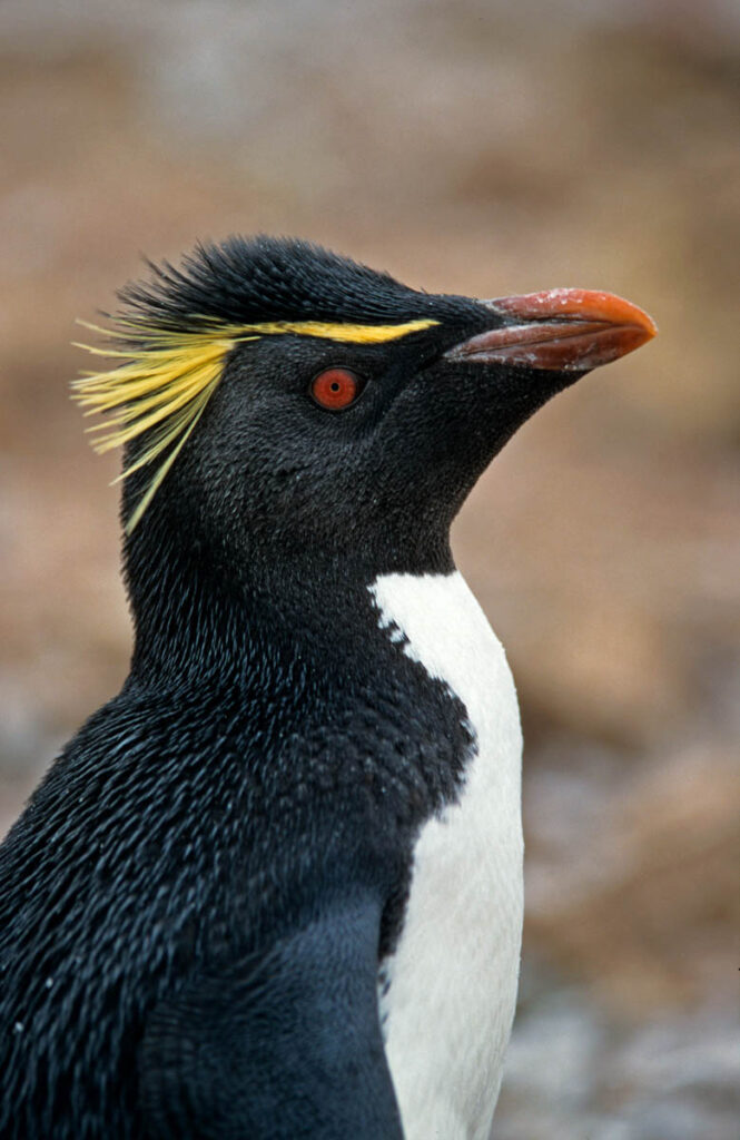 Erect Crested Penguin in Falkland islands