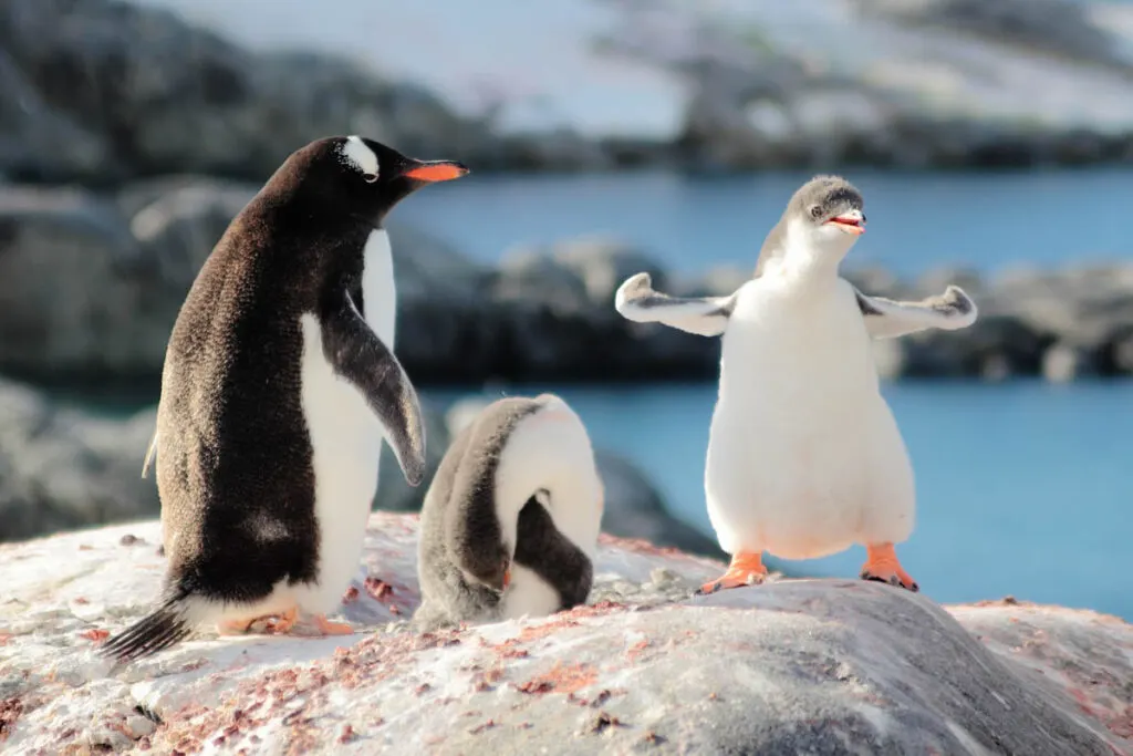 Cute Funny Chick gentoo penguin and mother