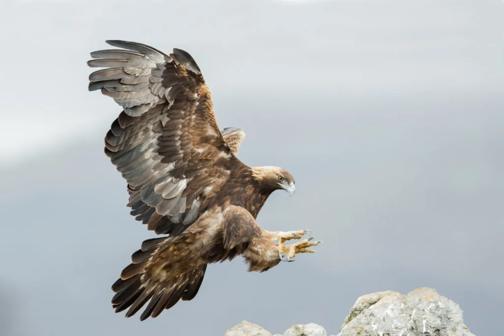 Golden eagle (Aquila chrysaetos) during the landing