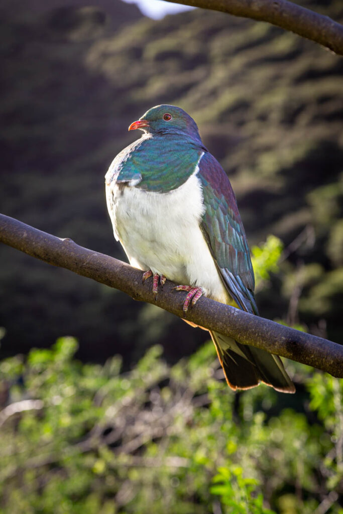 Kereru (Hemiphaga novaeseelandiae) or New Zealand Pigeon