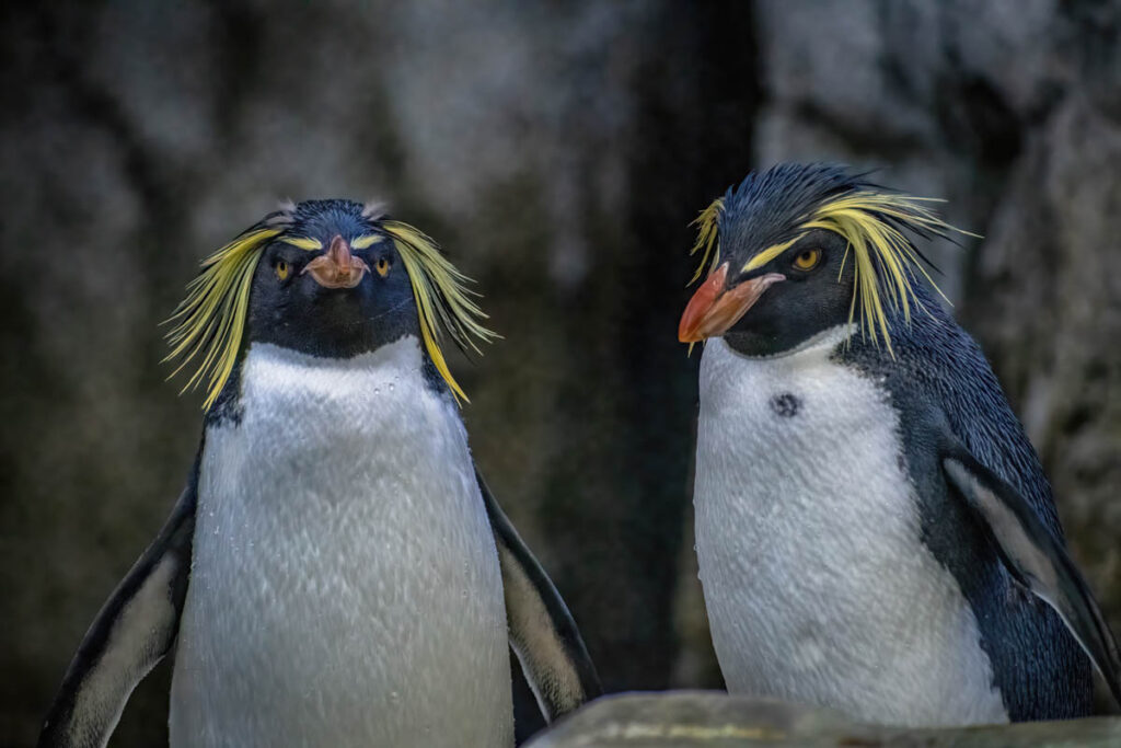 Northern rockhopper penguins together