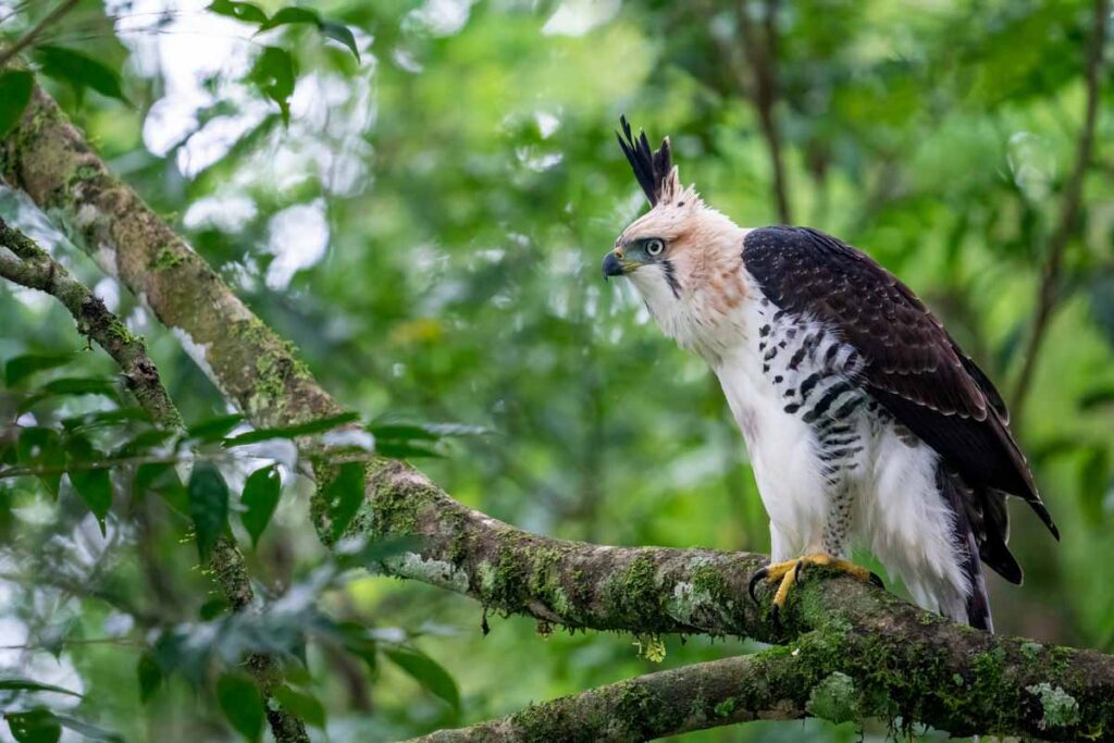 A rare Ornate Hawk-eagle sitting on a branch