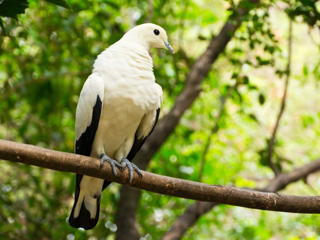 Pied Imperial Pigeon perched on tree