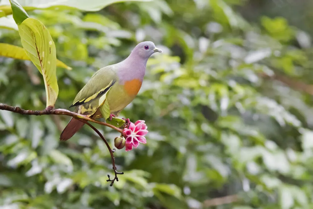 Pink-necked Green Pigeon (Treron vernans) on tree