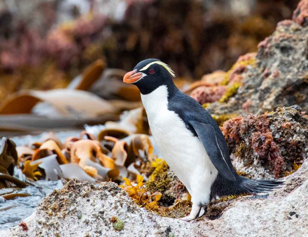 Adult Snares Penguin (Eudyptes robustus) standing on a rock
