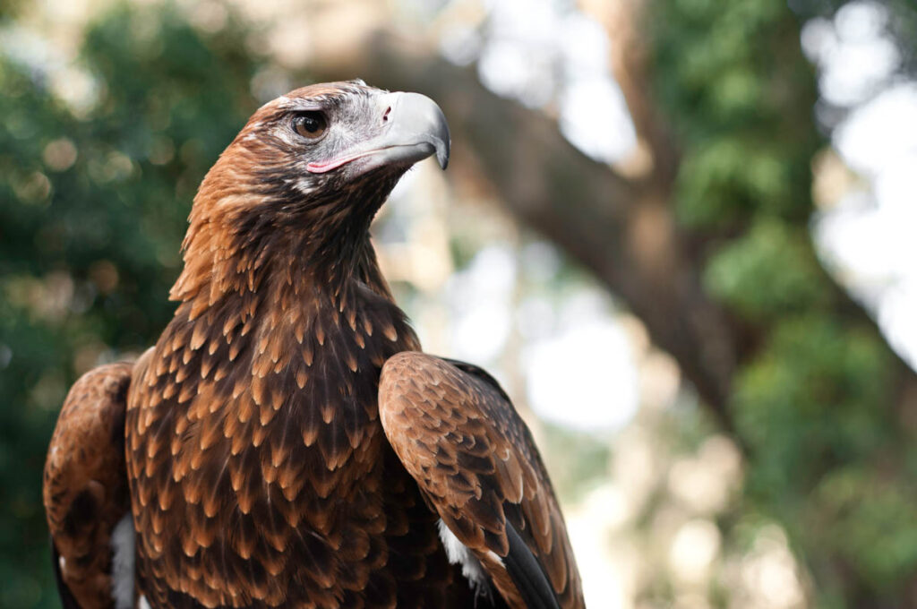 Portrait of a wedge-tailed eagle