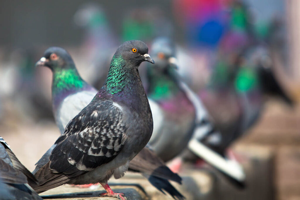 Aren't these the most common types of pigeons?