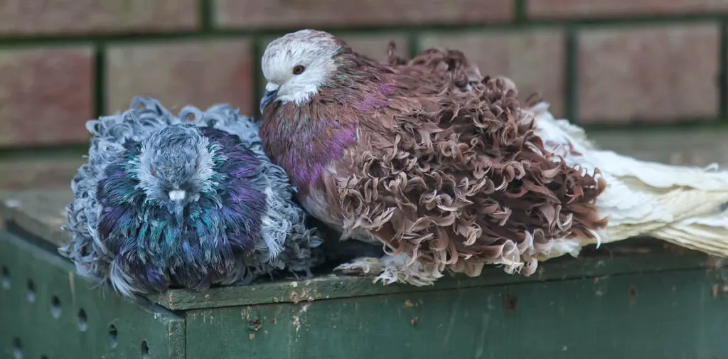 A pair of frillback pigeons snuggling up