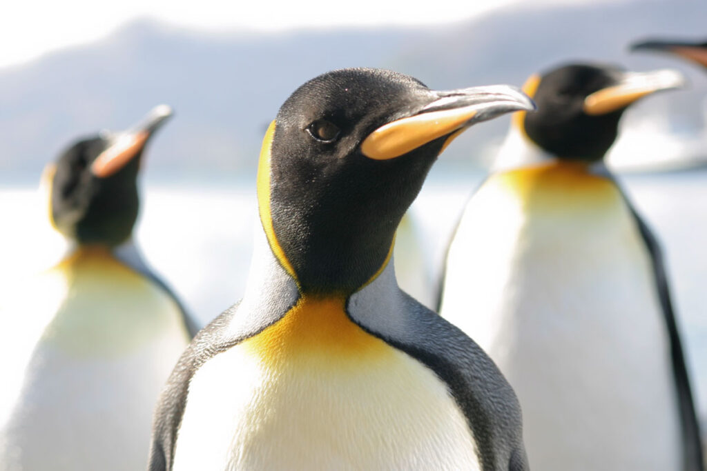 King penguin is one of the most gracious types of penguins