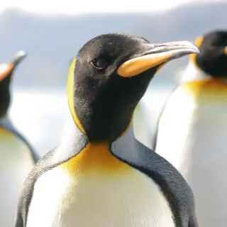 Portrait of group of king penguins, one is forward
