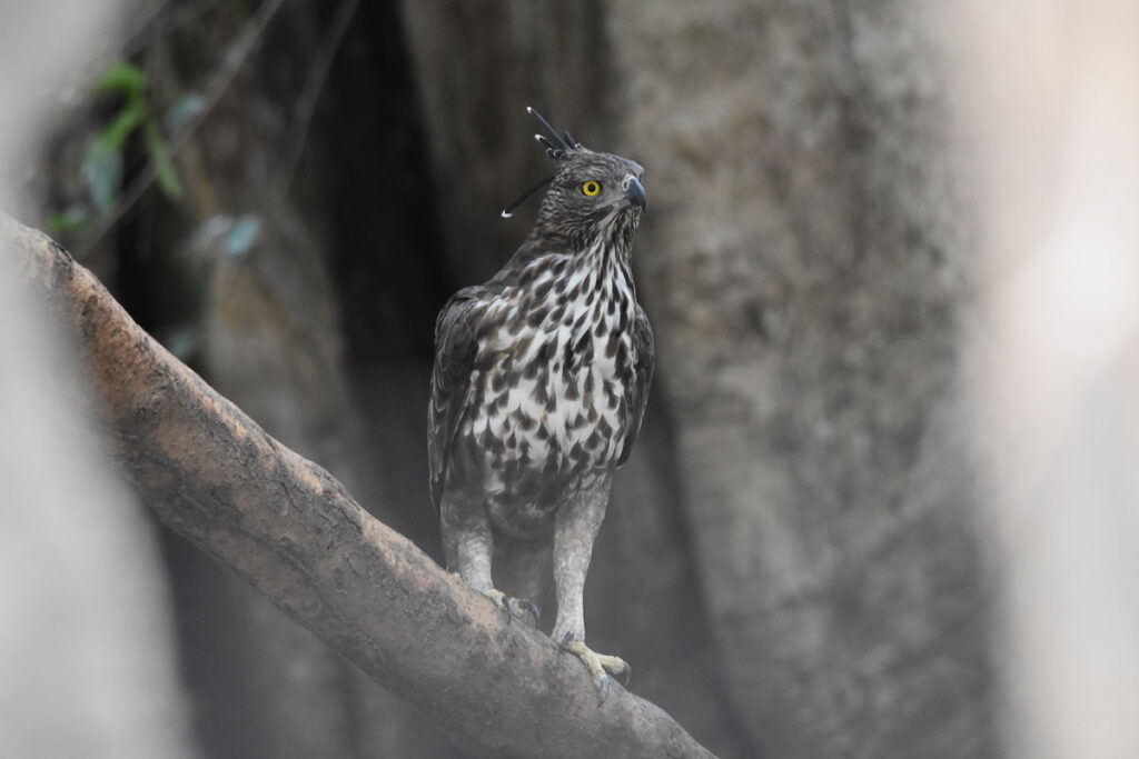 The mountain hawk-eagle (Nisaetus nipalensis) perched on tree