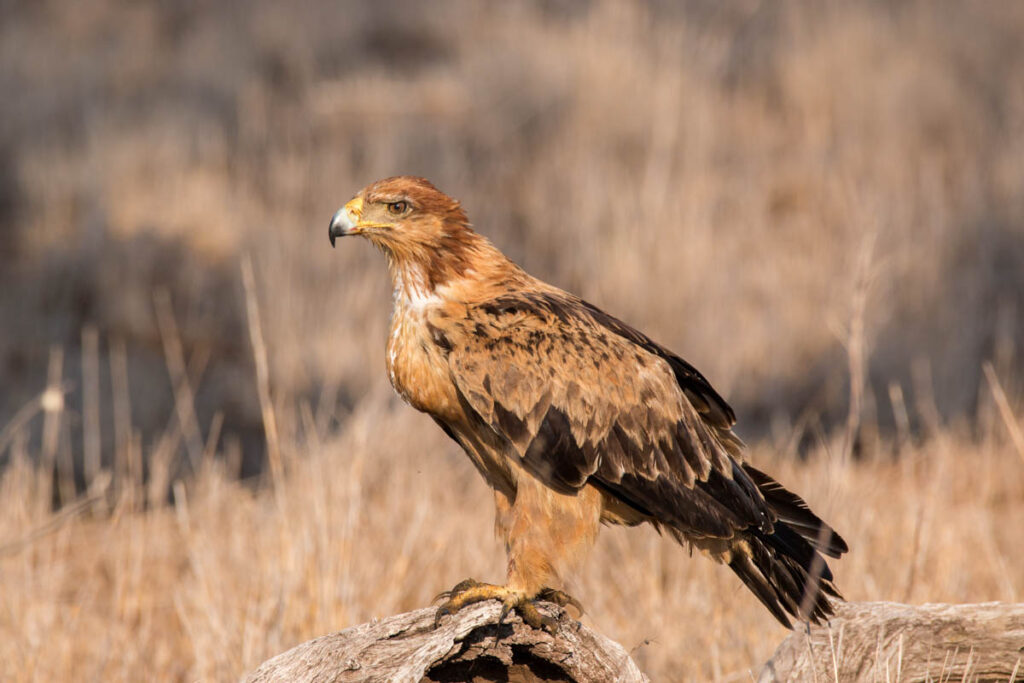 tawny eagle standing on rock
