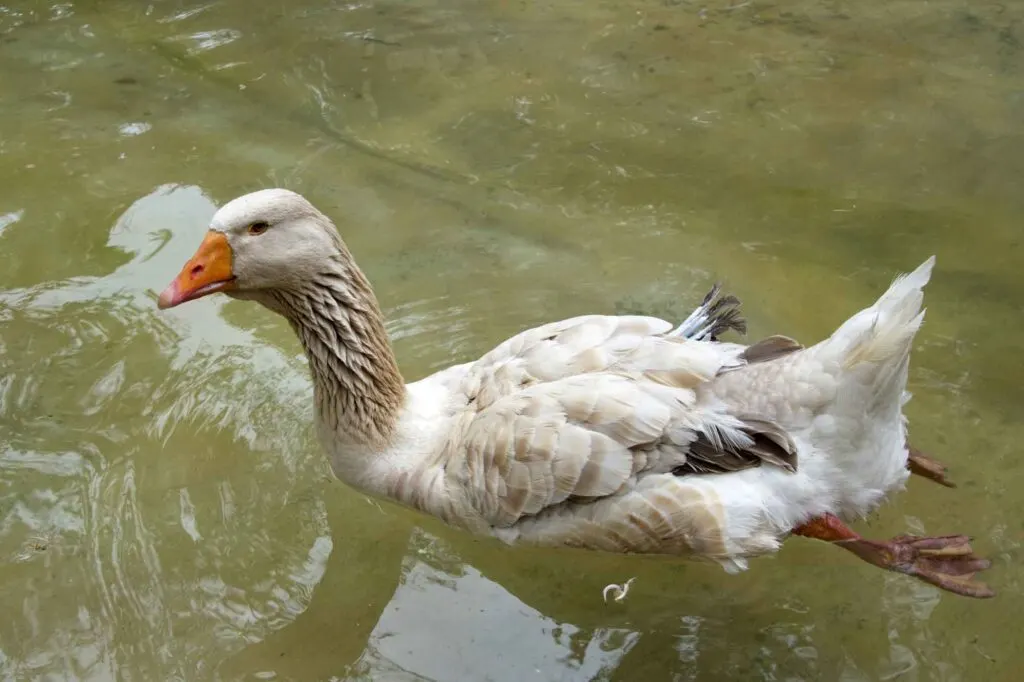 American Buff Goose swimming in a pond