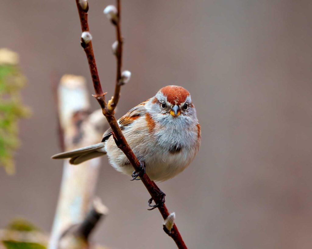 Isn't this little bird one of the cutest types of sparrows? American Tree Sparrow!
