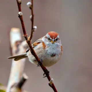 American Tree Sparrow close-up front view perched on a branch