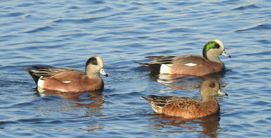 American Wigeons swimming together