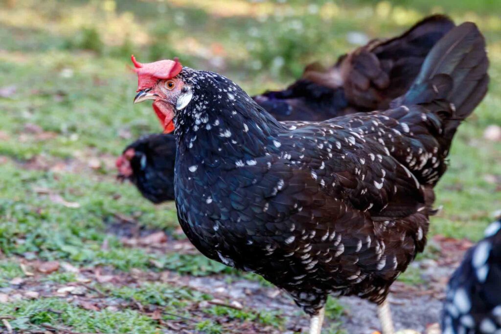 Ancona chicken is a black feathered backyard farm bird with white spots all over and orange red eyes