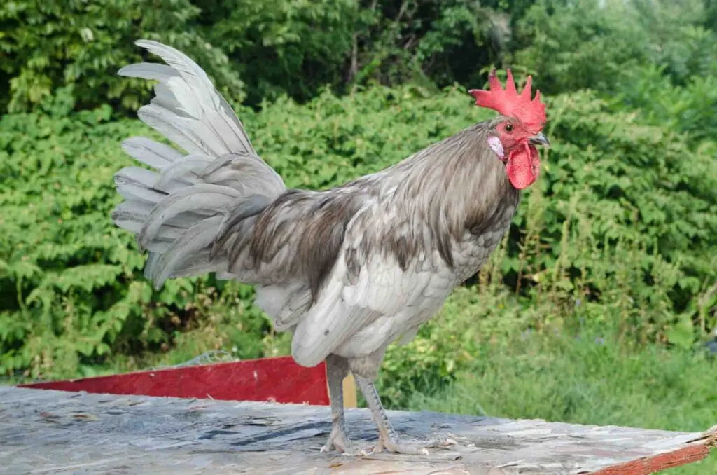 Andalusian rooster cock standing in sunlight outdoors