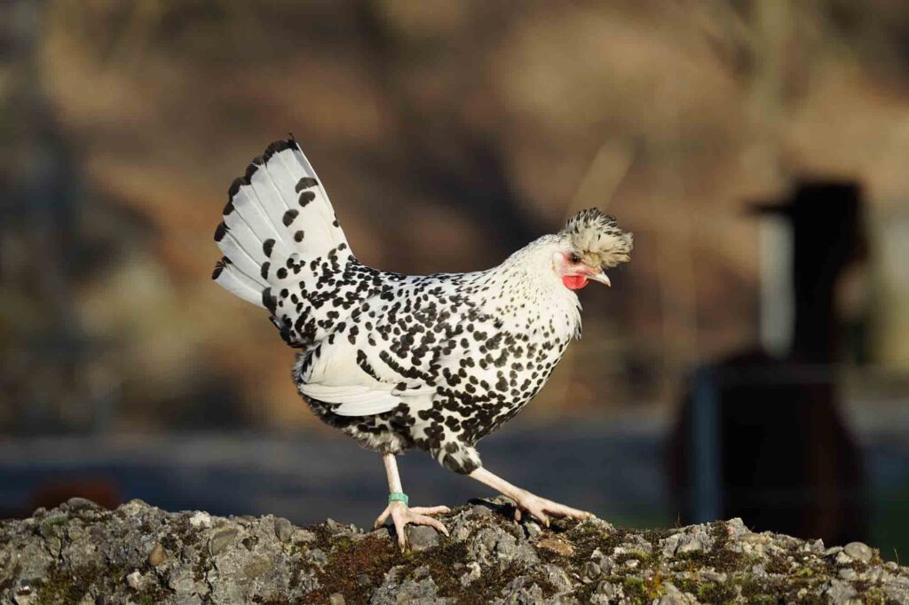 Appenzeller chicken originated in Appenzell, Switzerland