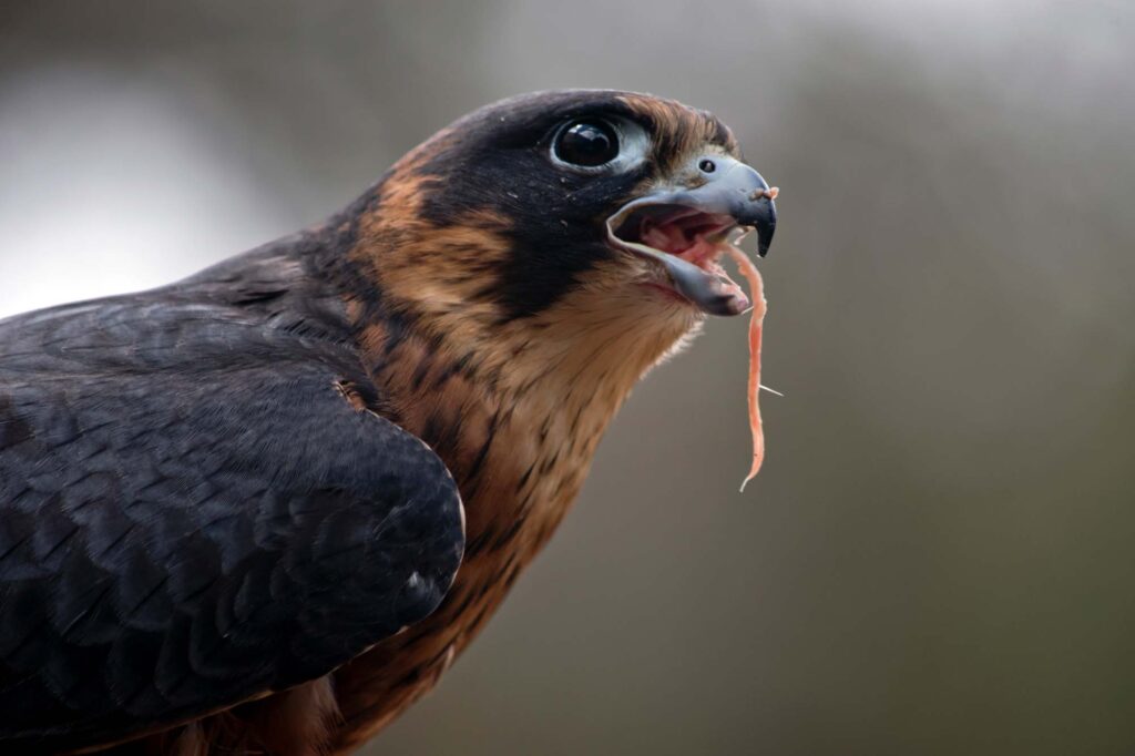 close up of an Australian Hobby Falcon eating a mouse