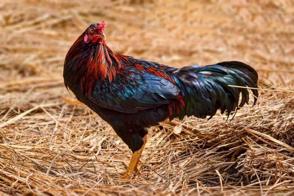 Full closeup of a Black Copper Maran Chicken