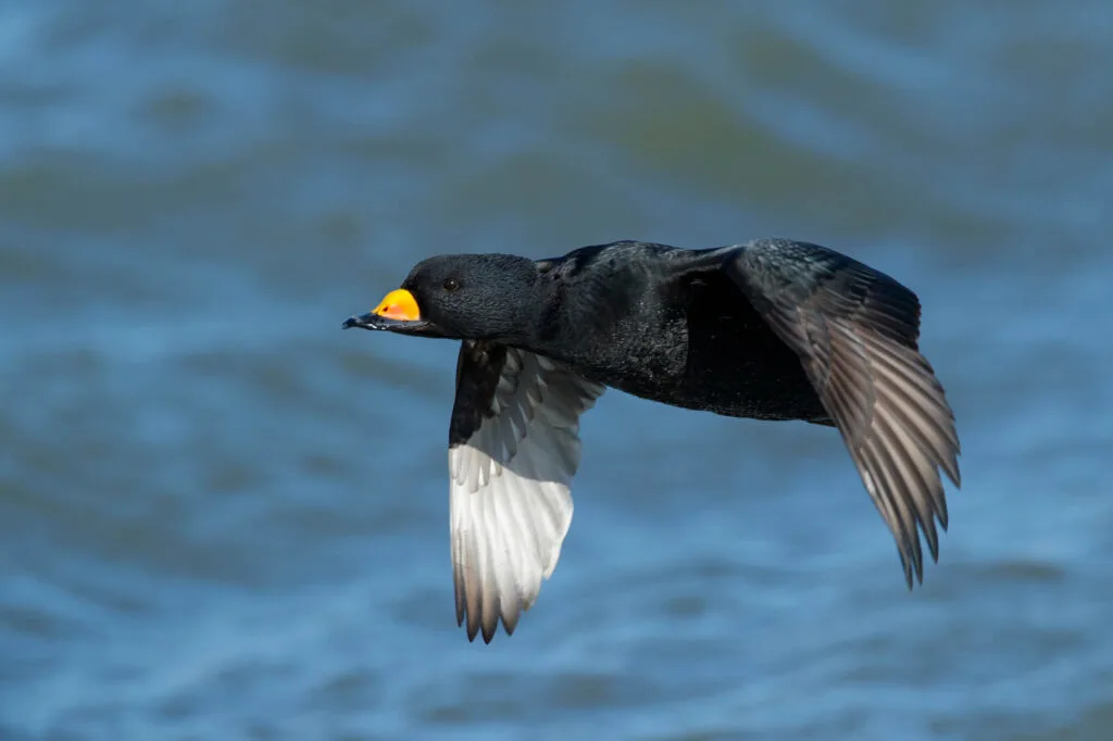 Adult male Black Scoter (Melanitta americana) in flight over Atlantic Ocean