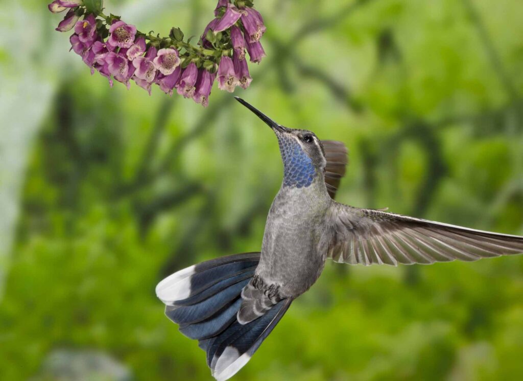 Blue-throated Hummingbird, Lampornis clemenciae, feeding at flowers