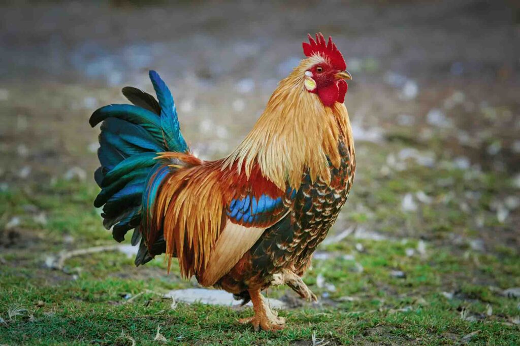 Brown Leghorn Rooster Standing on the Ground
