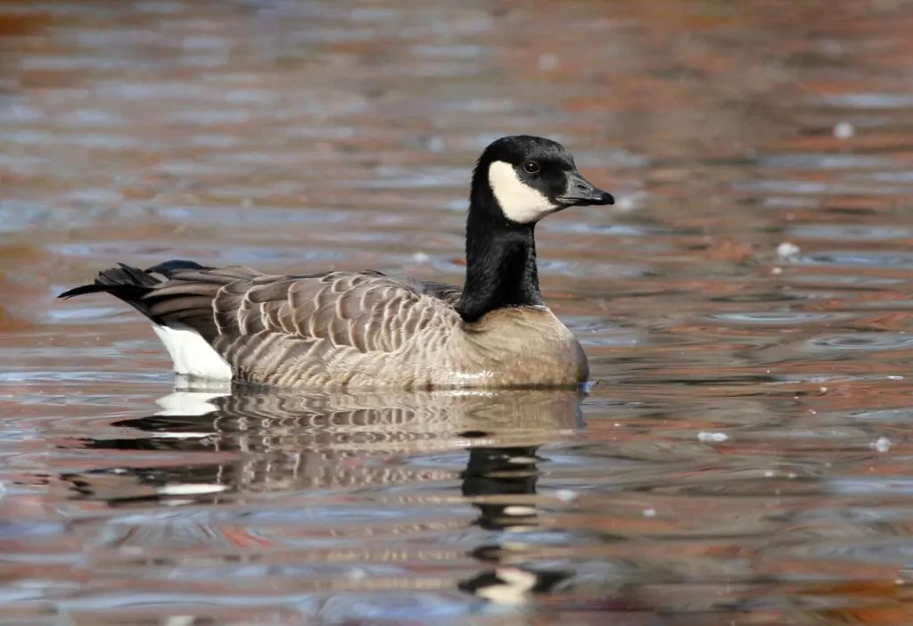 Cackling Goose (Branta hutchinsii) in pond in Massachusetts