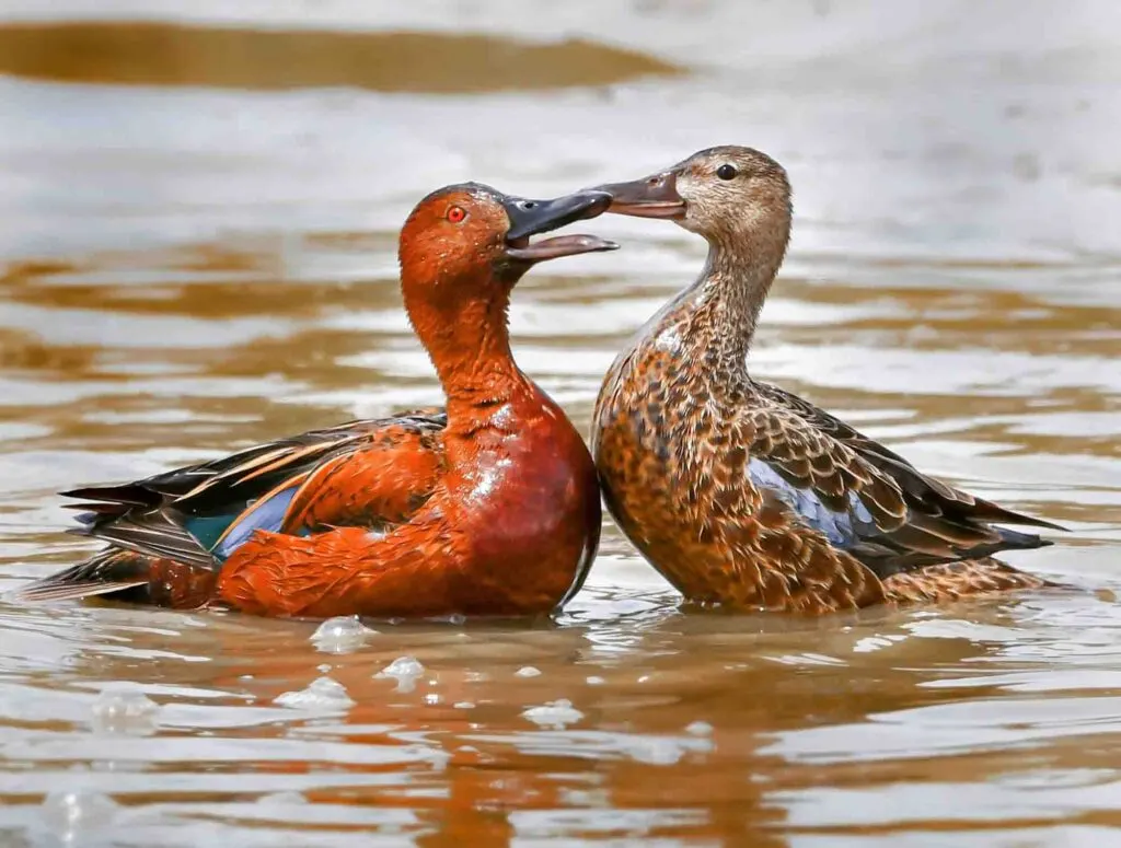 Cinnamon Teal Ducks In Love