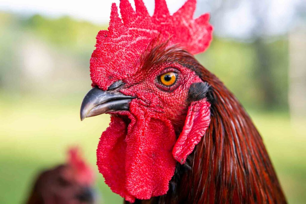 Here are many different types of chickens for your backyard coop!