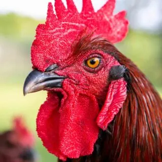 Young Cockerel Rhode Island Red Barnyard Mix chicken