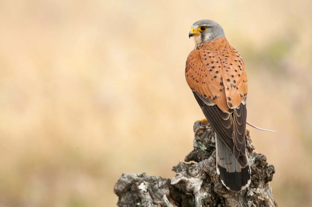 Common kestrel eating a mouse