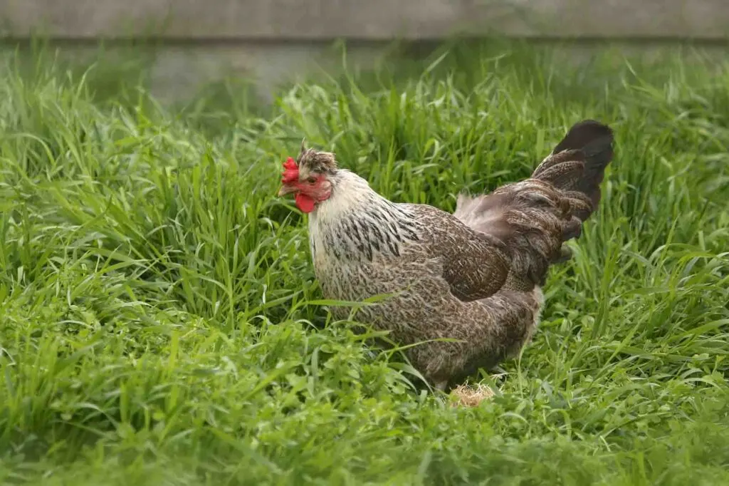 Cream Legbar Chicken (rooster)