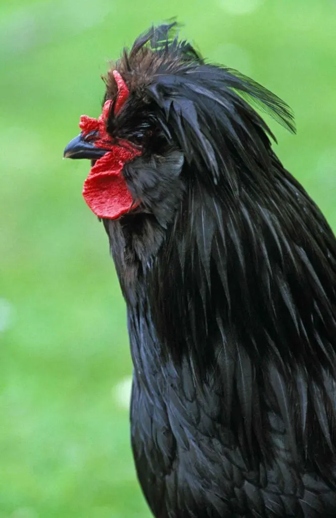 Crevecoeur Domestic Chicken, a French Breed from Normandy, Cockerel