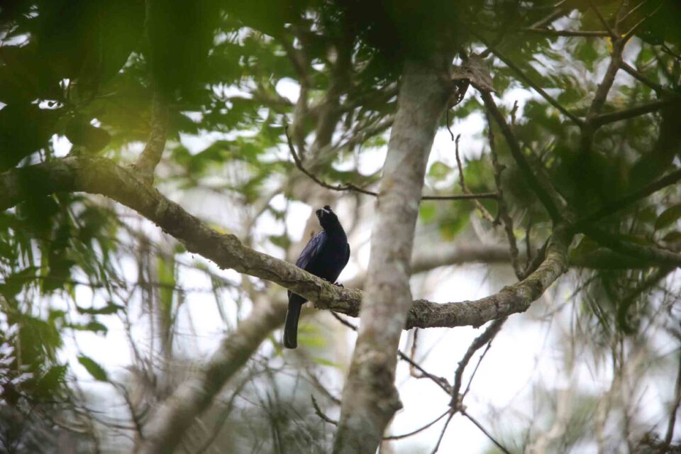 18 Beautiful Types Of Birds-Of-Paradise To Spot In The Wild