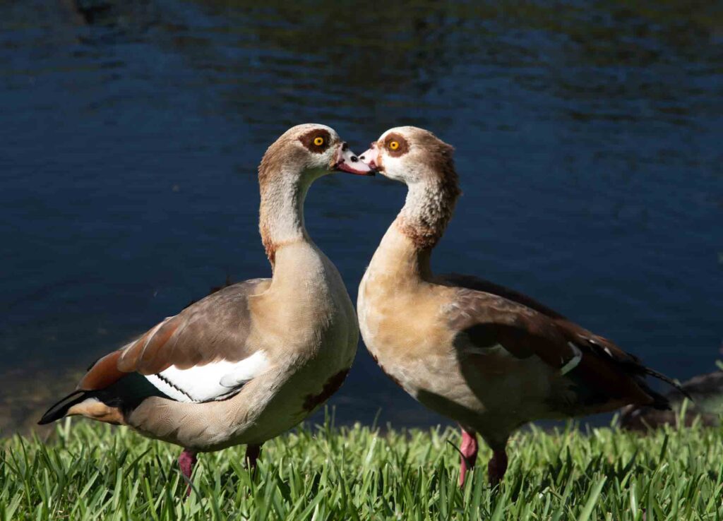 Egyptian are such cute types of geese