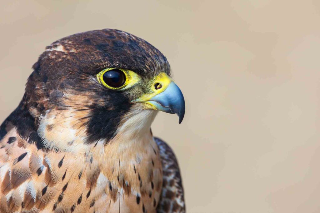 Eleonora's falcon (Falco eleonorae) closeup
