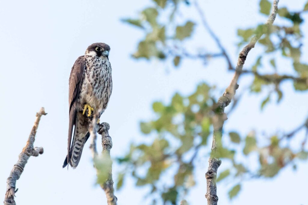 An Eleonora's falcon (Falco eleonorae) perched on a tree