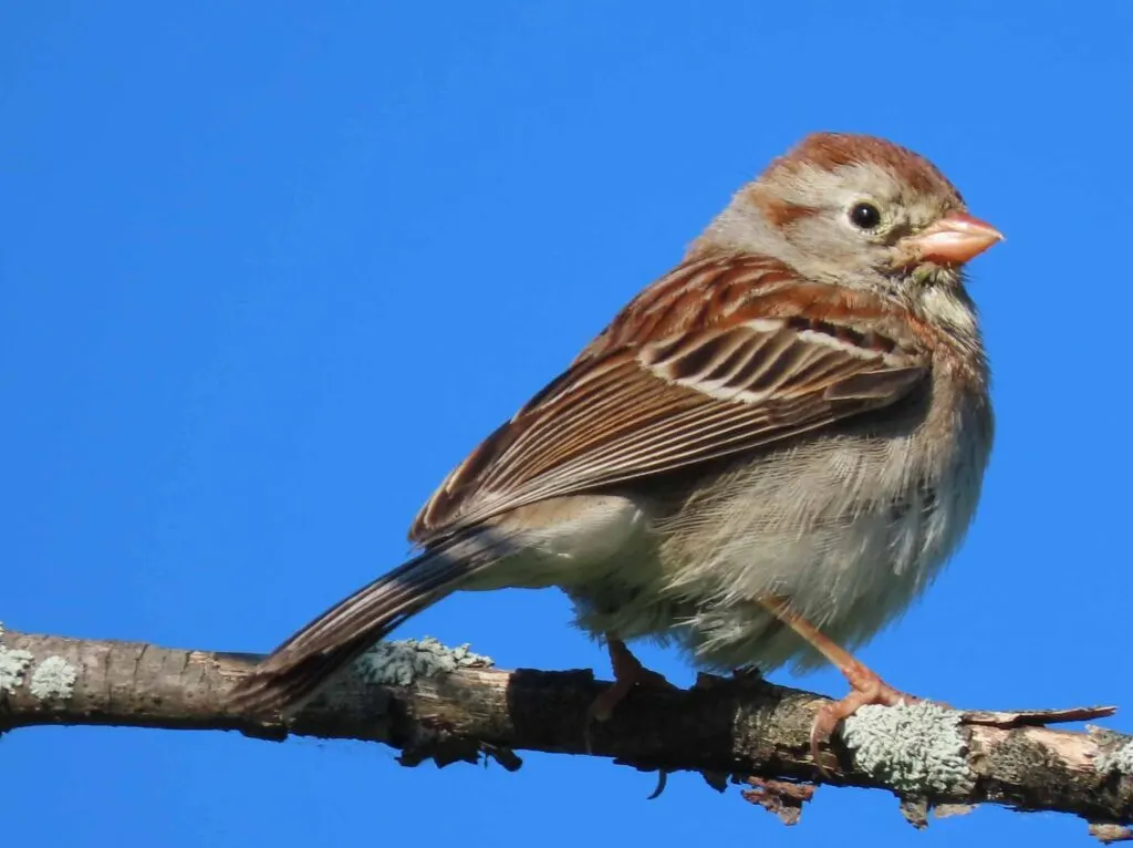 Field Sparrow perched on branch