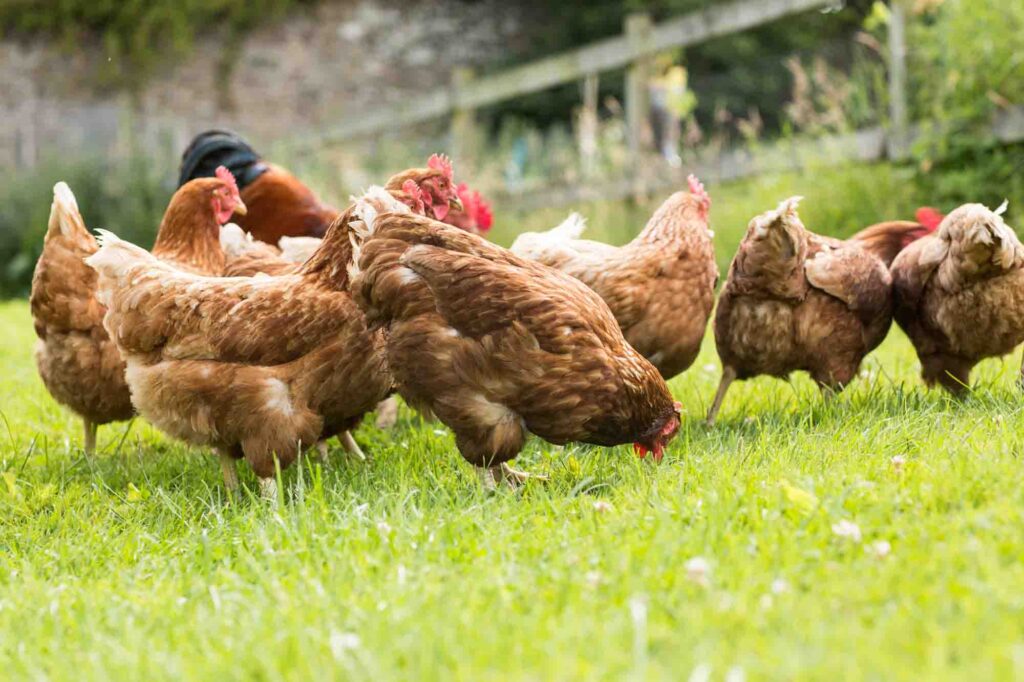 Free range chickens on a lawn pecking the ground