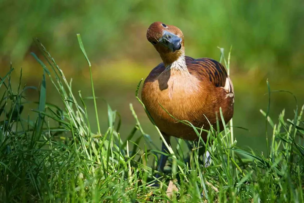 Fulvous whistling-duck (Dendrocygna bicolor) making a funny face
