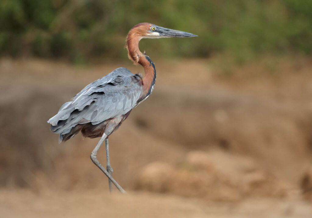 Giant Goliath heron, Ardea goliath, the biggest heron walking along the bank of the Nile River