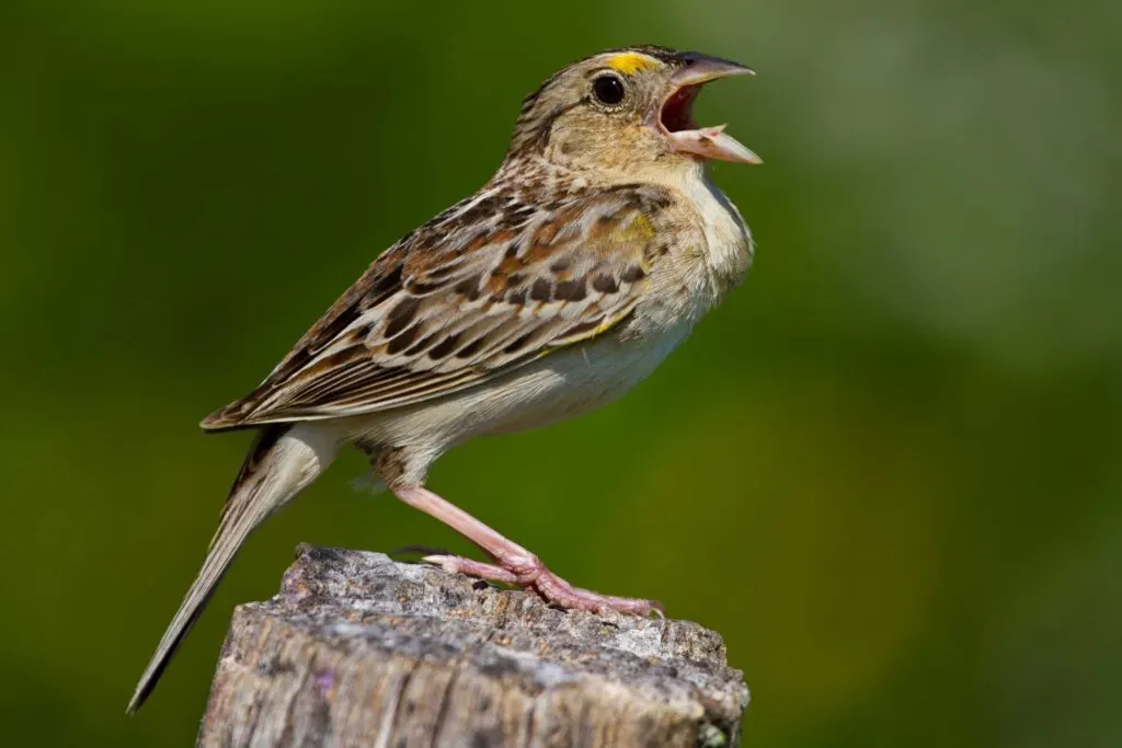 Grasshopper sparrow singing from atop a tree stump