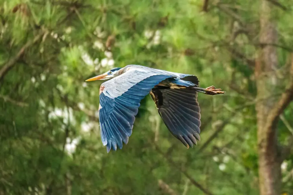 A Great Blue Heron Flying Through a Forest