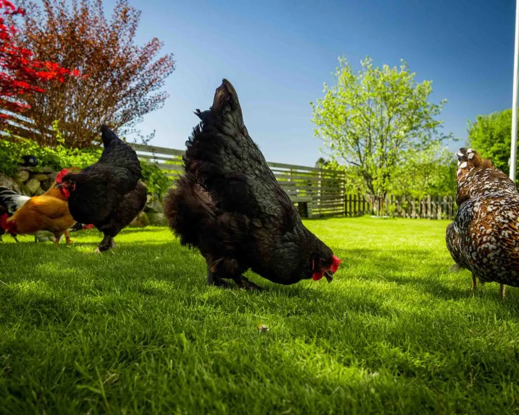 Croad Langshan chickens free range grazing on a lawn under the bare blue sky