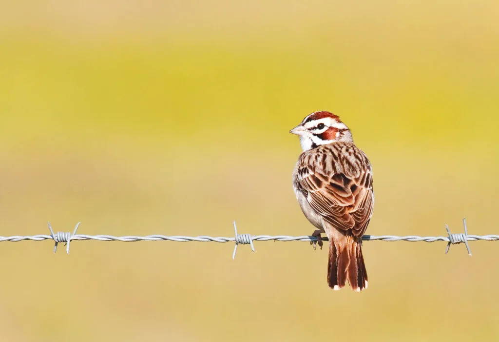Lark sparrow (Chondestes grammacus) on barbed wire