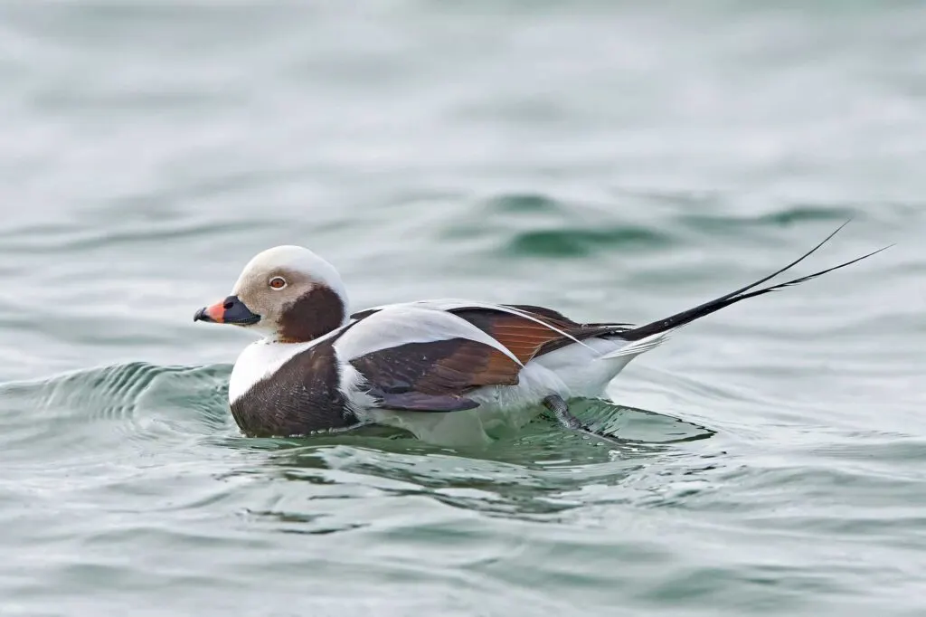 Long-tailed duck (Clangula hyemalis) resting in the waves of the sea
