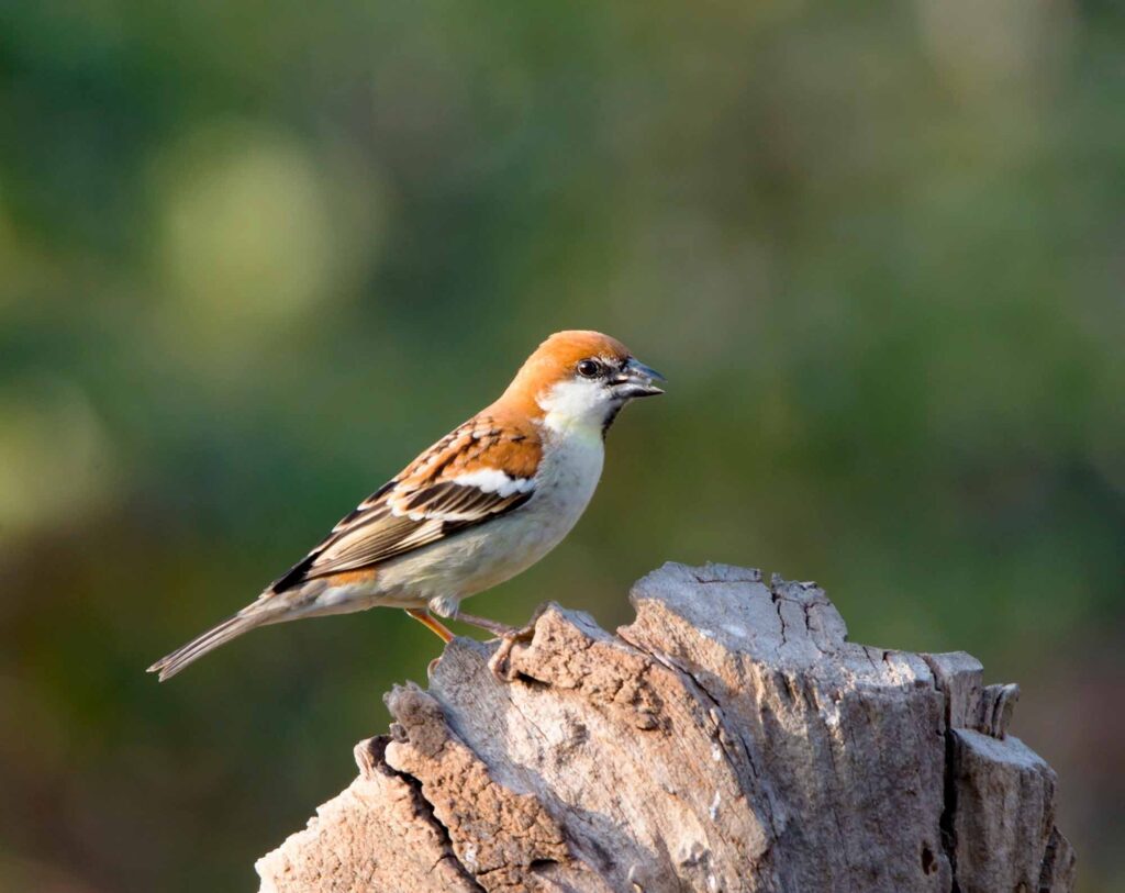 Male Russet Sparrow on Tree