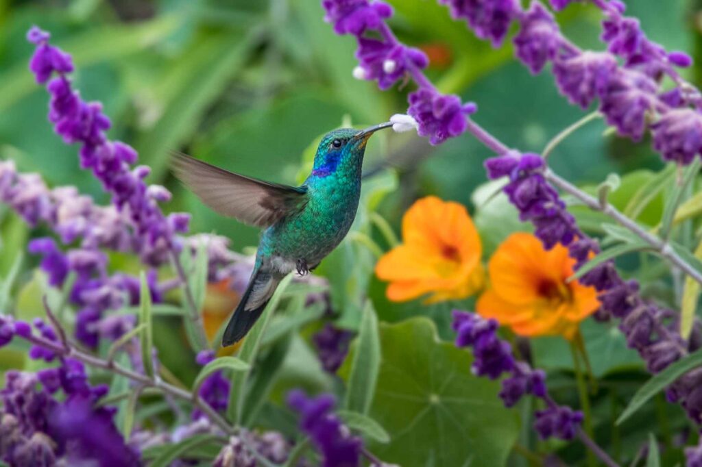 Mexican violet-ear hummingbird feeding on nectar